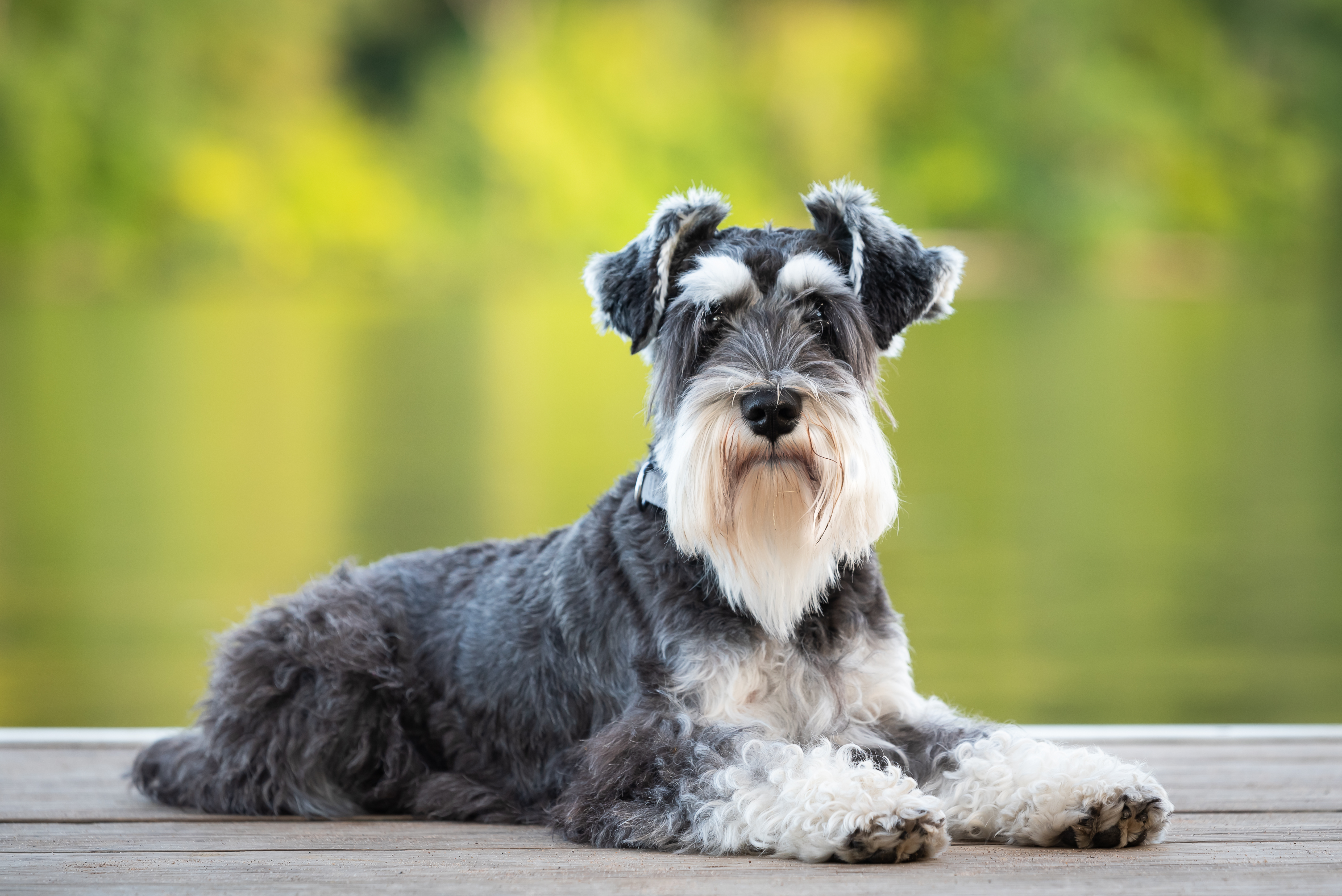 Todo sobre la raza de perro Schnauzer | PEDIGREE® ES